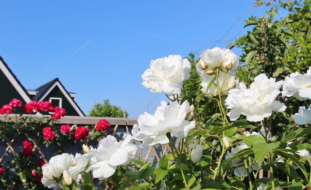 Khu vườn tràn ngập sắc hoa, đẹp như cổ tích của mẹ Việt ở Hà Lan ảnh 2