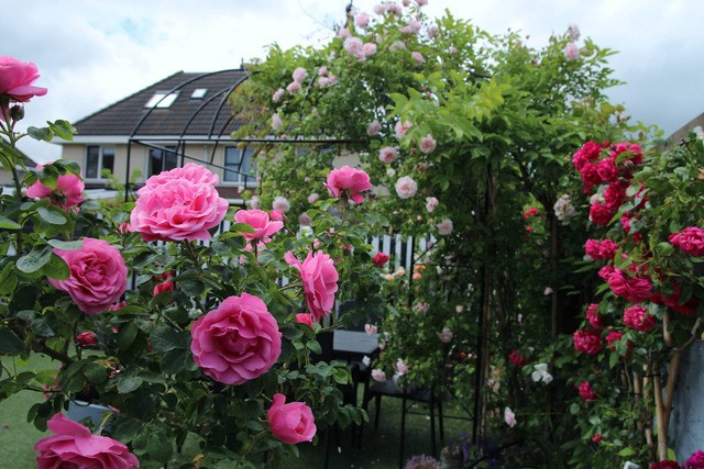 Khu vườn tràn ngập sắc hoa, đẹp như cổ tích của mẹ Việt ở Hà Lan ảnh 3