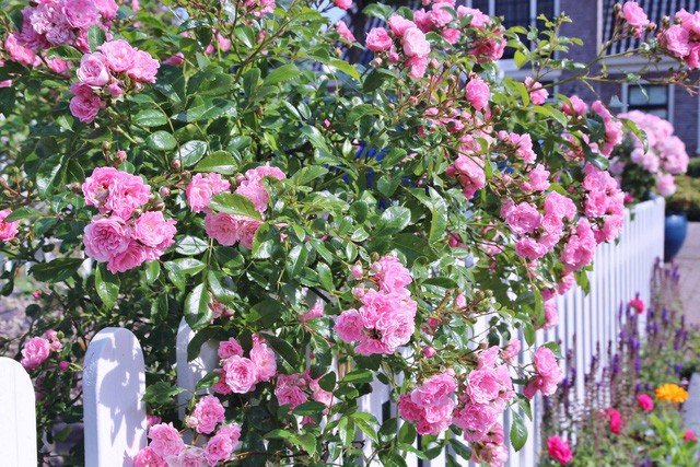 Khu vườn tràn ngập sắc hoa, đẹp như cổ tích của mẹ Việt ở Hà Lan ảnh 7