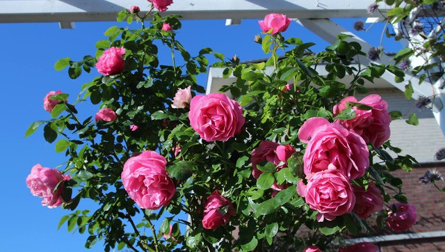 Khu vườn tràn ngập sắc hoa, đẹp như cổ tích của mẹ Việt ở Hà Lan ảnh 9