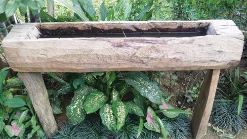 Hấp dẫn vùng trà Chế Là ảnh 4