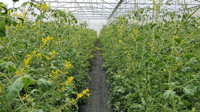 Kiếm trăm triệu mỗi tháng nhờ độc chiêu trồng cà chua từ... trứng gà và sữa ảnh 1