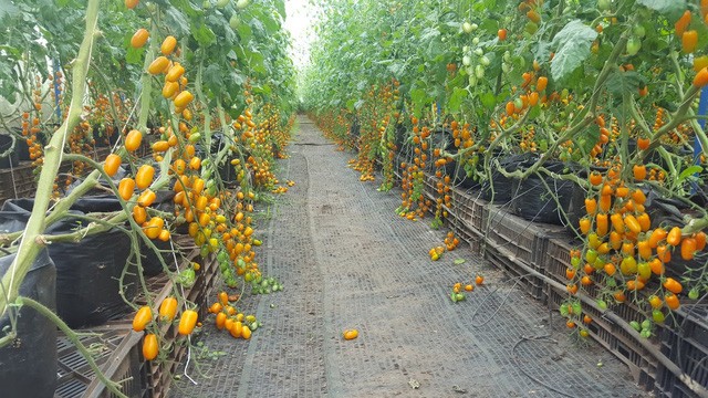 Kiếm trăm triệu mỗi tháng nhờ độc chiêu trồng cà chua từ... trứng gà và sữa ảnh 2