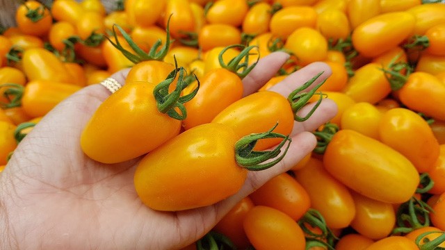 Kiếm trăm triệu mỗi tháng nhờ độc chiêu trồng cà chua từ... trứng gà và sữa ảnh 4