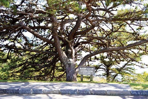 Cao nguyên Shenandoah ngày thu lộng lẫy ảnh 4