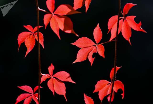 Sắc thu như màu cổ tích lan tỏa khắp nơi trên thế giới ảnh 5