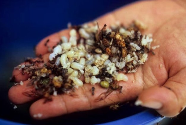 Khó cưỡng với đặc sản “sâu nước” và trứng kiến đất Ninh Bình ảnh 2