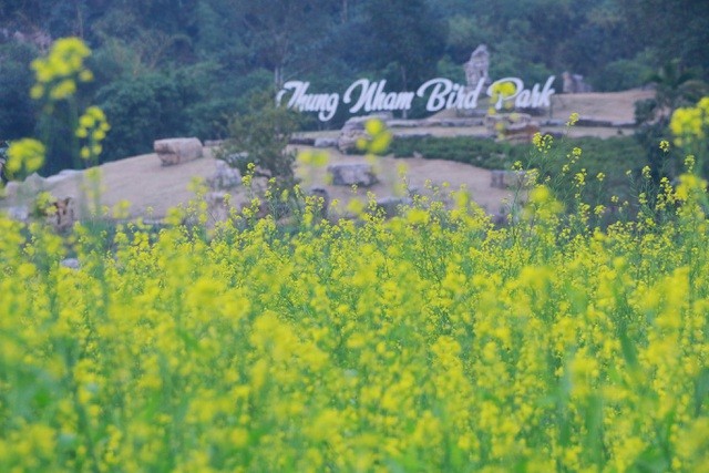 Vườn hoa cải rực vàng đẹp mê hồn khiến du khách nao lòng ở Thung Nham ảnh 10