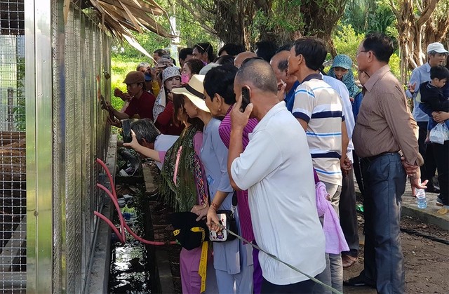 Rắn hổ mây: Không còn là giai thoại ảnh 1