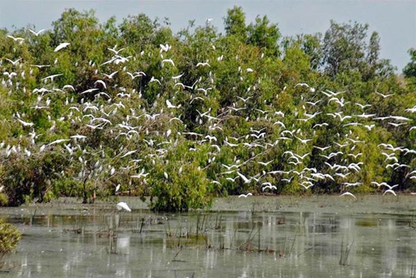 “Thịnh vượng” Trà Sư cho ngày trở lại ảnh 3