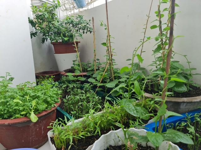 Những “vườn rau” đặc biệt của người trẻ tại thành phố hiện nay. Những “vườn rau” đặc biệt của người trẻ tại thành phố hiện nay.