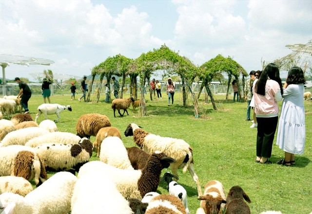 Tập đoàn Sao Mai phát triển du lịch ấn tượng thu hút đông đảo du khách bên cạnh nhà máy điện mặt trời. Tập đoàn Sao Mai phát triển du lịch ấn tượng thu hút đông đảo du khách bên cạnh nhà máy điện mặt trời.