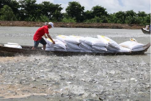 Chăm chút từng bữa ăn cho cá.