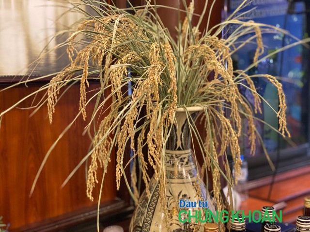 Ông Sosuke Hanyu đưa giống gạo Nhật trồng thử nghiệm ở Việt Nam