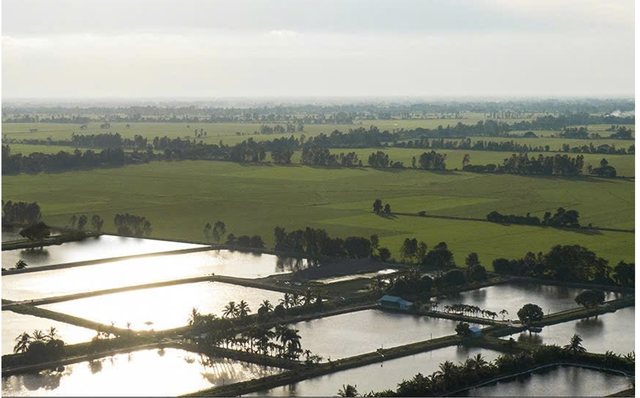 Vùng nuôi cá tra theo mô hình liên kết của IDI.