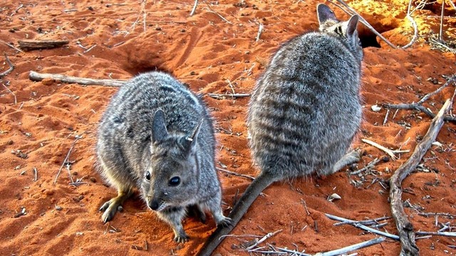 Hòn đảo bí ẩn của Australia ảnh 6