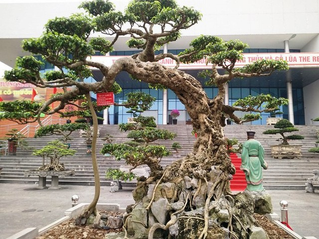 Ngắm những “siêu cây” đắt như... siêu xe ảnh 8