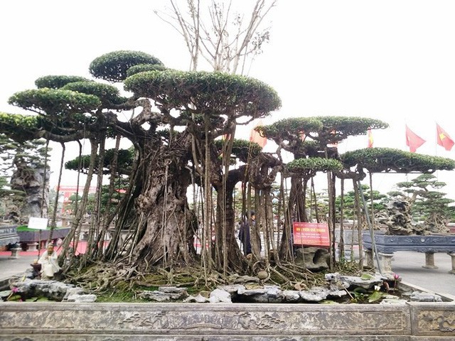 Ngắm những “siêu cây” đắt như... siêu xe ảnh 3