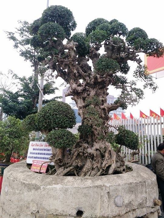 Ngắm những “siêu cây” đắt như... siêu xe ảnh 7