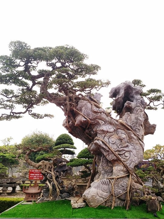 Ngắm những “siêu cây” đắt như... siêu xe ảnh 11