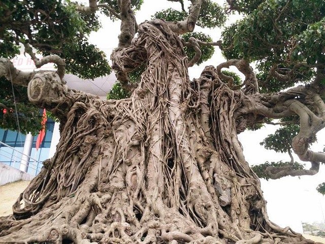 Ngắm những “siêu cây” đắt như... siêu xe ảnh 5