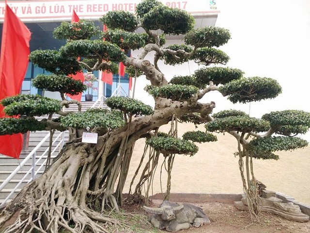 Ngắm những “siêu cây” đắt như... siêu xe ảnh 12