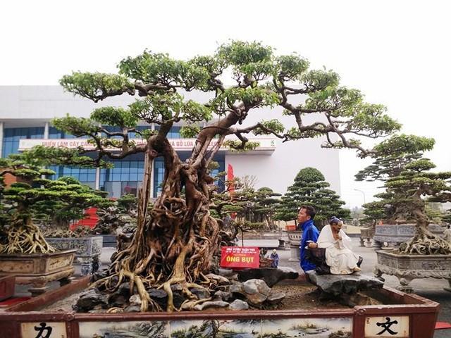 Ngắm những “siêu cây” đắt như... siêu xe ảnh 1