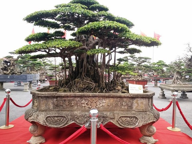 Ngắm những “siêu cây” đắt như... siêu xe ảnh 2