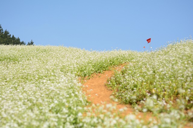 8 điểm đến đẹp nhất Việt Nam để du lịch vào tháng 1 ảnh 3