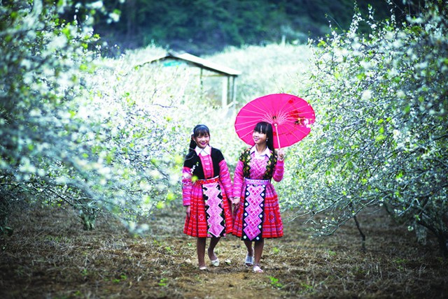 Lên Tây Bắc ngắm hoa xuân nở khắp núi rừng ảnh 1