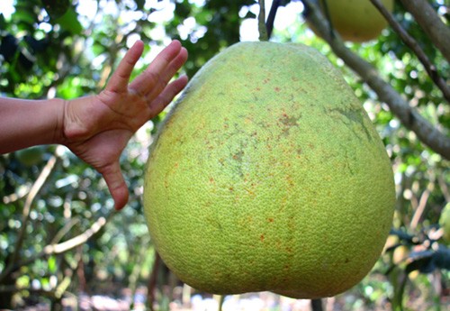 Bưởi khổng lồ 8 kg, giá một triệu đồng mỗi trái ở miền Tây ảnh 1