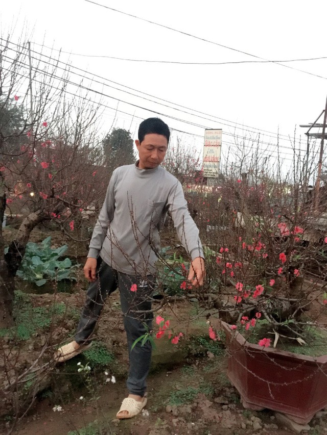 Hoa trúng Tết, nhà vườn dự thu bạc tỷ ảnh 1