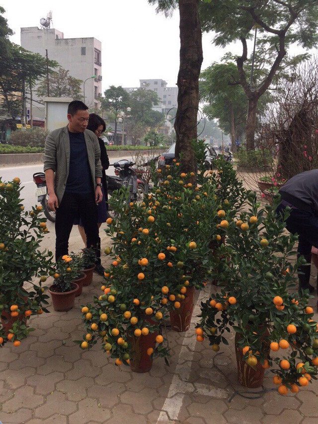 Hoa trúng Tết, nhà vườn dự thu bạc tỷ ảnh 2