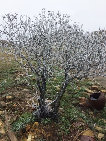 Mẫu Sơn xuống âm 1 độ C, băng phủ trắng xóa ảnh 1