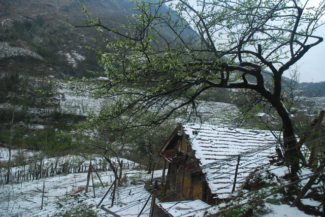 Tuyết đang phủ trắng đèo Ô Quý Hồ - Sa Pa ảnh 5