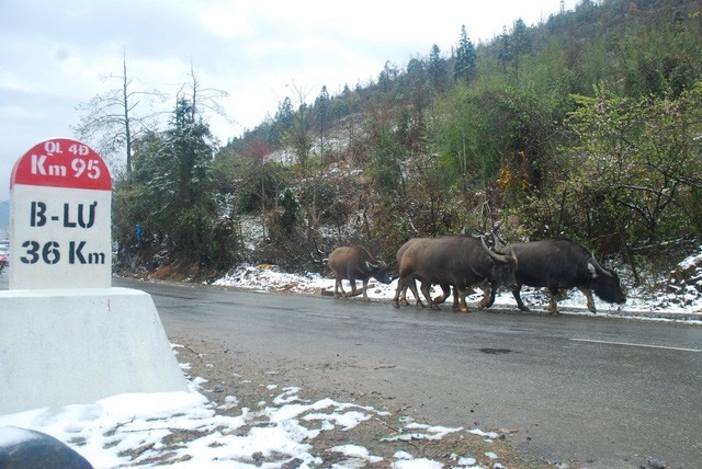 Tuyết đang phủ trắng đèo Ô Quý Hồ - Sa Pa ảnh 6