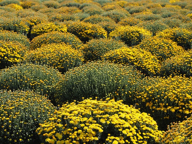 Làng hoa Sa Đéc đông khách những ngày cận Tết ảnh 4