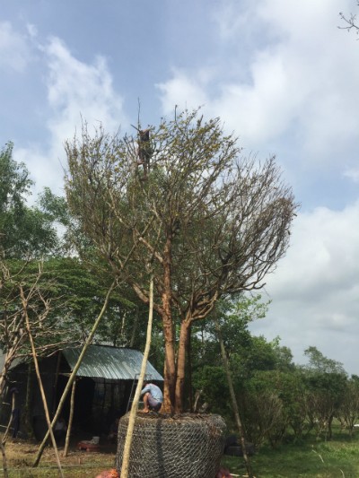 Mai phu thê tiền tỷ chờ khách dịp Tết ảnh 1