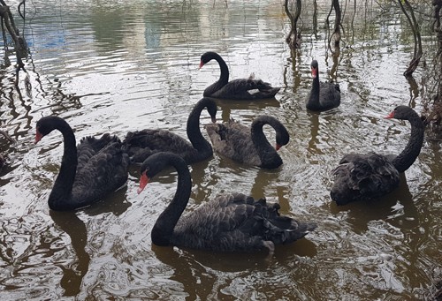 Hà Nội thử nghiệm thả thiên nga ở Hồ Gươm ảnh 1