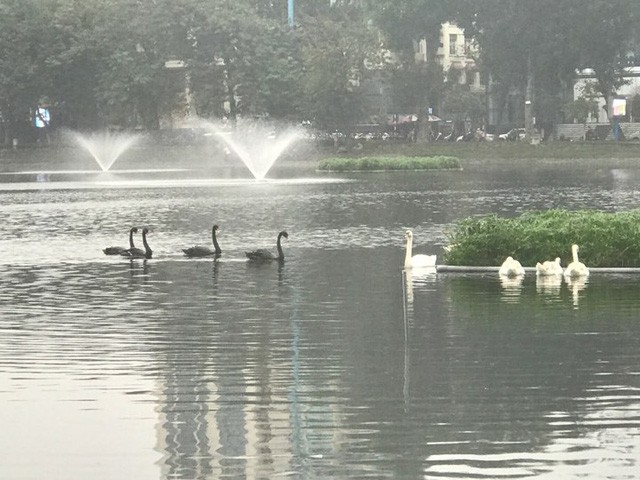 12 con thiên nga được trông coi như thế nào trong 7 ngày Tết? ảnh 2