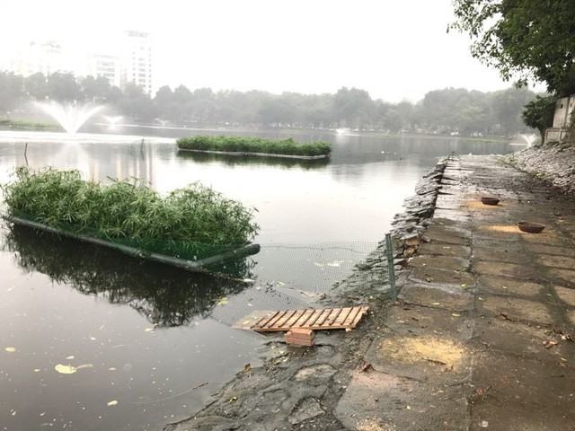 12 con thiên nga được trông coi như thế nào trong 7 ngày Tết? ảnh 3