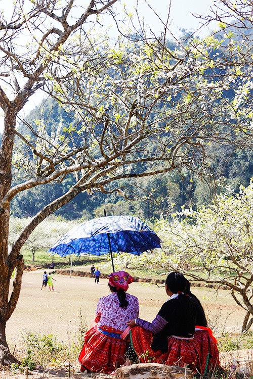 Mùa hoa mận nở trắng trời cao nguyên Mộc Châu ảnh 7