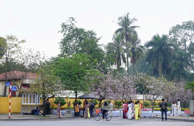 Hoa ban Tây Bắc rộ nở giữa lòng Hà Nôi ảnh 8