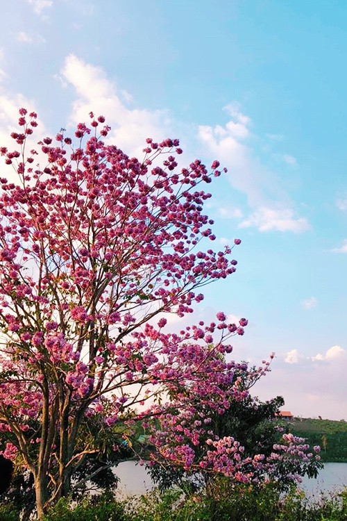 Mùa hoa phấn phủ hồng trời Bảo Lộc ảnh 5