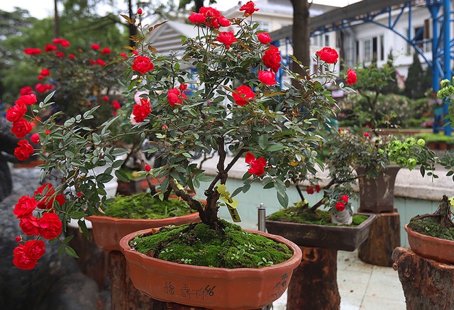 Hàng nghìn giống hoa hội tụ tại Lễ hội hoa hồng Bulgaria ảnh 7