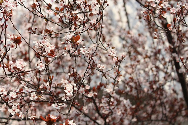 Lý do bạn nên đến Thượng Hải mùa xuân ảnh 3