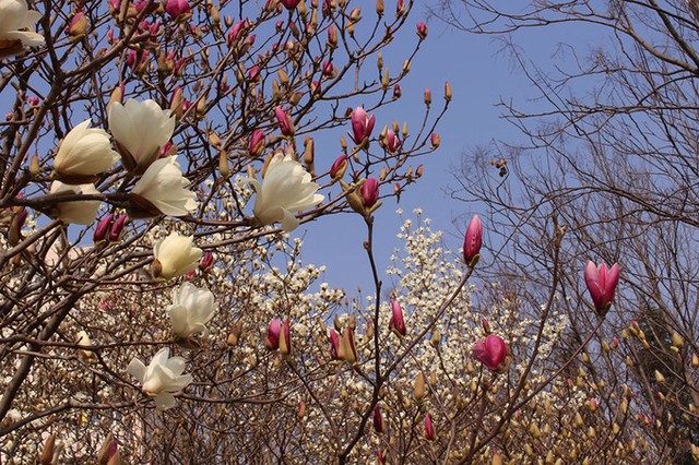 Lý do bạn nên đến Thượng Hải mùa xuân ảnh 6