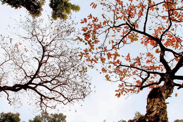 Mùa cây thay lá, Hà Nội đẹp mê hồn khiến bao người đắm say ảnh 3 Mùa cây thay lá, Hà Nội đẹp mê hồn khiến bao người đắm say ảnh 3