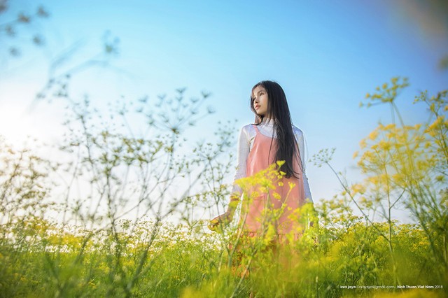 Vẻ đẹp của cánh đồng hoa thì là đang gây sốt ở Ninh Thuận ảnh 6