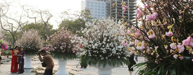 Hoa anh đào Nhật Bản làm say lòng người dân Hải Phòng ảnh 1